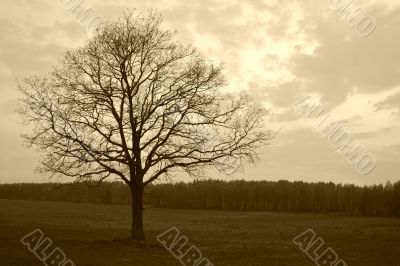 green hills and tree