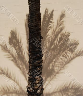 shade from tree