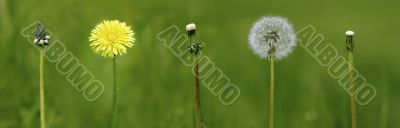 dandelion
