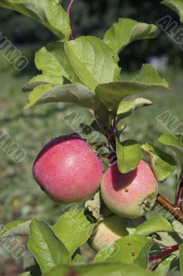 Two apples Two apples