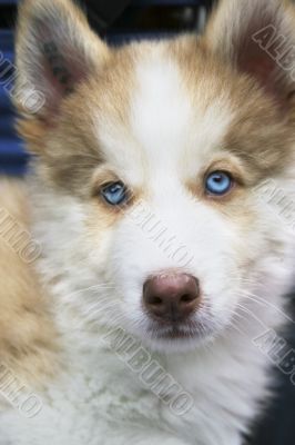 Small puppy siberian husky