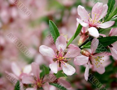 Pink flowers on the tree