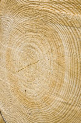 Golden timber tree rings