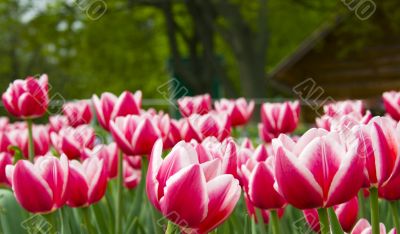 tulips