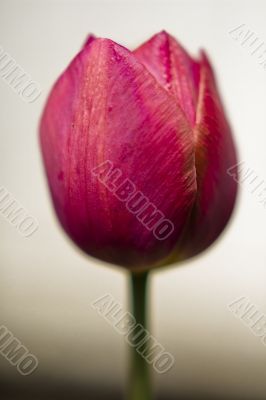 Tulip