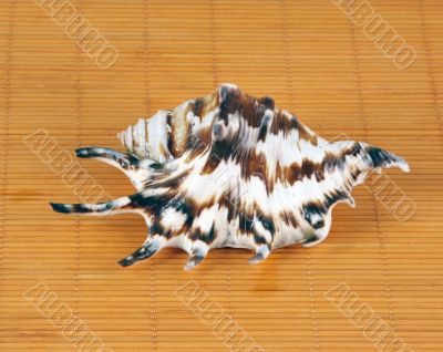 marine cockleshell marine cockleshell