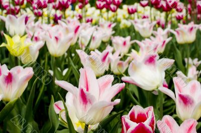 tulips in the botanical garden