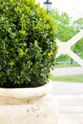 Plant in big ceramic pot
