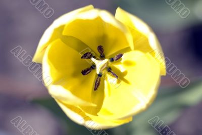 close-up shot of the stamen of a yellow tulip