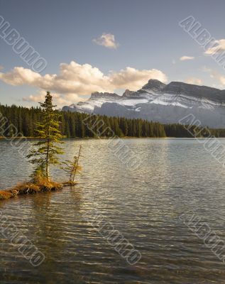 Sapling, growing aground.