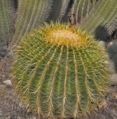 Big round cactus. Big round cactus.