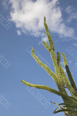 Cactuses Cactuses