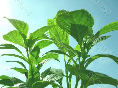 Green leaves on a background of the blue sky