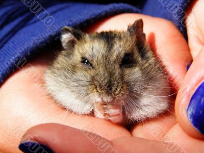 Little  hamster in the arms