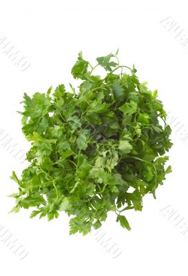 bunch of parsley
