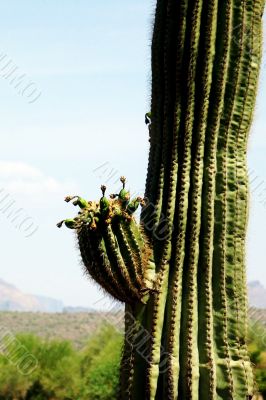 Arizona Desert Cactus