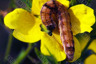 Caterpillar Eating a flower