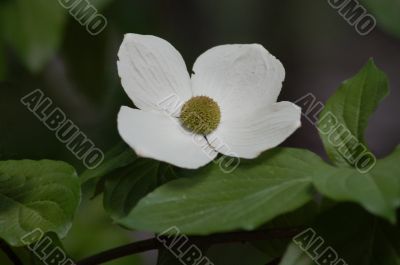 DogFlower DogFlower