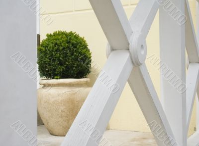 Plant in big ceramic pot