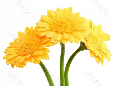 yellow gerbera flowers #2