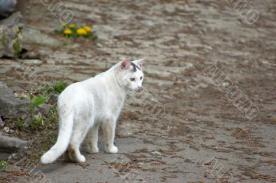 white stray cat walking