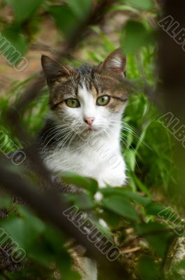 stray cat hiding in the bush