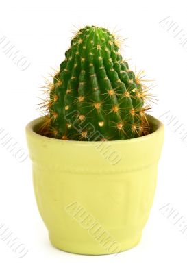 cactus in pot