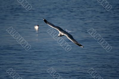 seagull is in flight and blue water
