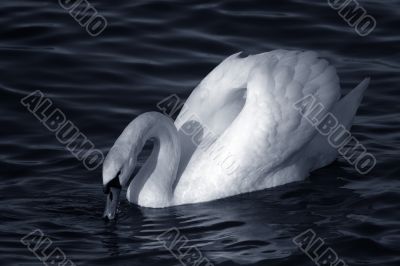 Graceful white swan on a water of lake