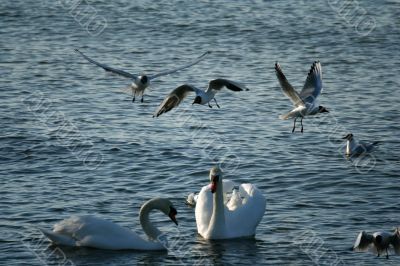 white swans and flying seagull above water