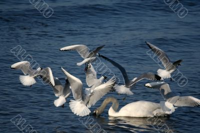 white swans and flying seagull above water