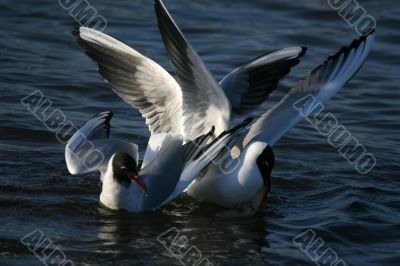 white beautiful seagulls in water swimming