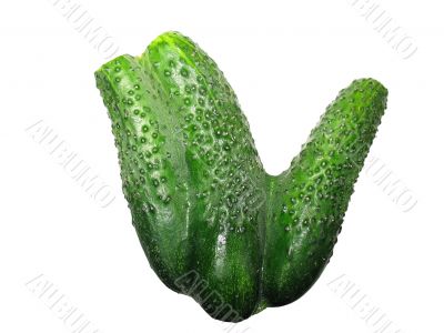 cucumber strange grown 3 in one