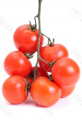 Group of tomato