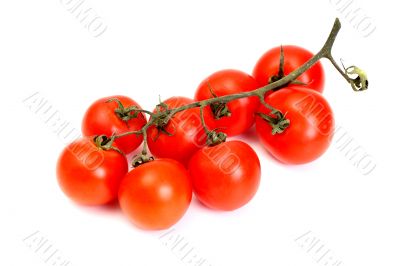 Group of tomato