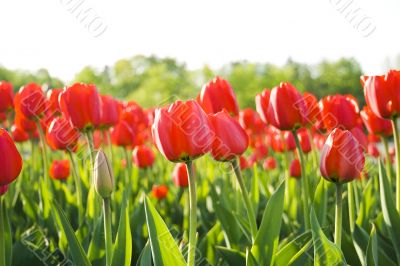 red tulips