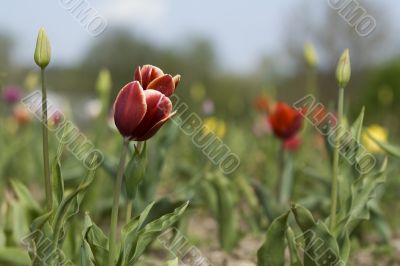 Red tulips