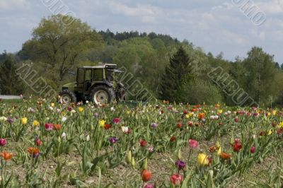 Tractor in the field of tulips.