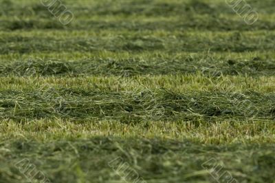 Preparation of a football field. Organic texture.