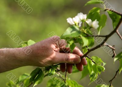 Apple tree blossoms