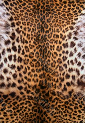 Skin of the leopard