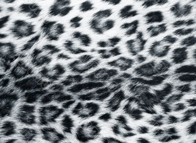 Skin of the leopard