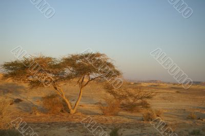 Desert landscape