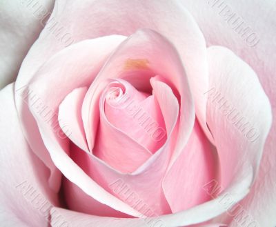 delicate rose