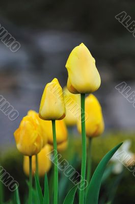 Yellow Tulips
