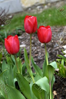 Red Tulips