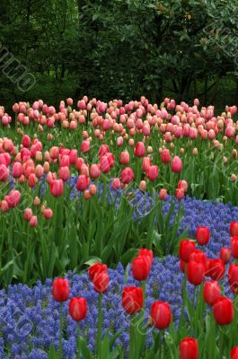 Tulip Fields
