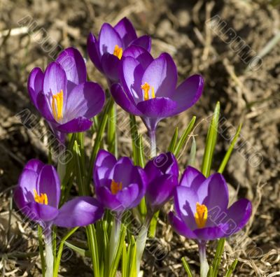 Spring Flowers