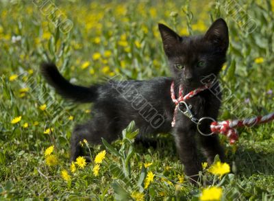 black kitten and green eyes