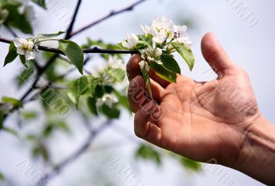 Apple tree blossoms